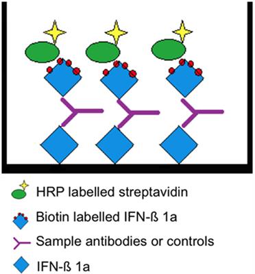 Development and Validation of an Enzyme-Linked Immunosorbent Assay for the Detection of Binding Anti-Drug Antibodies against Interferon Beta